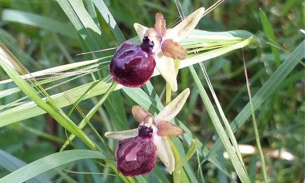 Detalle de la flor Ophrys sphegodes mostrando labelo oscuro con forma de abeja hembra