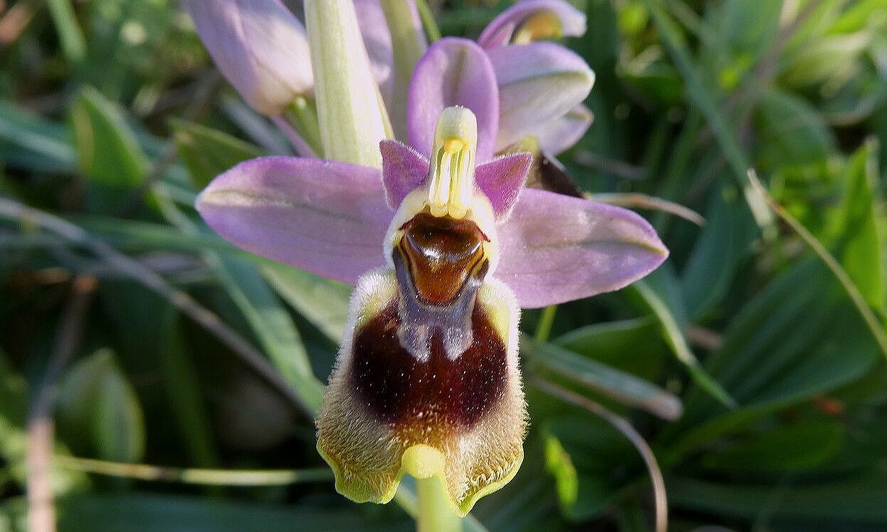 Flores de Ophrys tenthredinifera mostrando mimetismo con avispas hembra