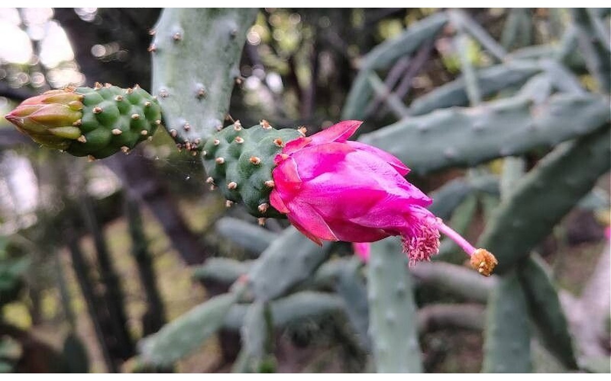 Opuntia dejecta Nopal Chamacuero cactus colgante con flores amarillas