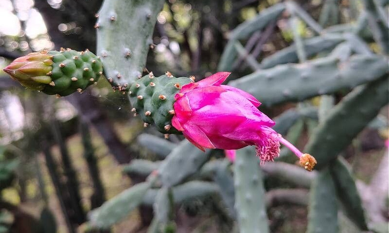 Opuntia dejecta Nopal Chamacuero mostrando pencas verdes colgantes y flores amarillas
