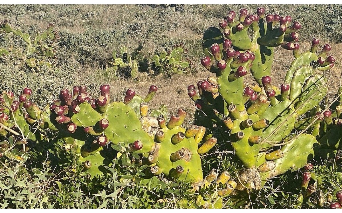 Opuntia elata en flor: cactus arborescente espectacular