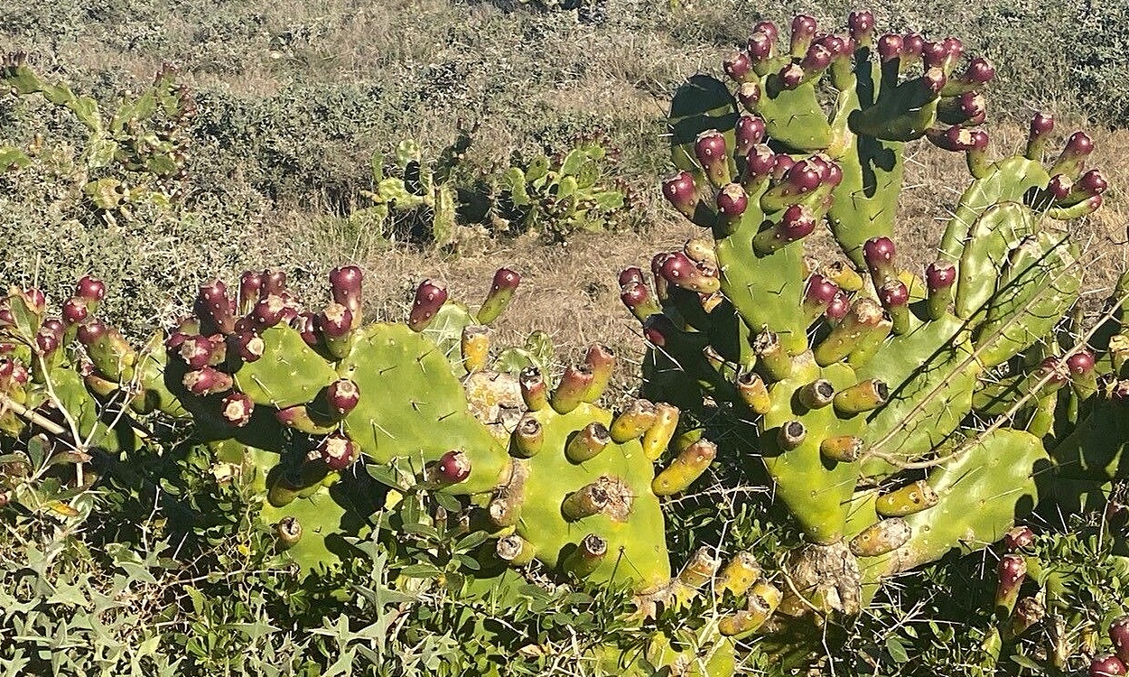 Opuntia elata adulta con flores amarillas y anaranjadas, ejemplar de cactus de altura
