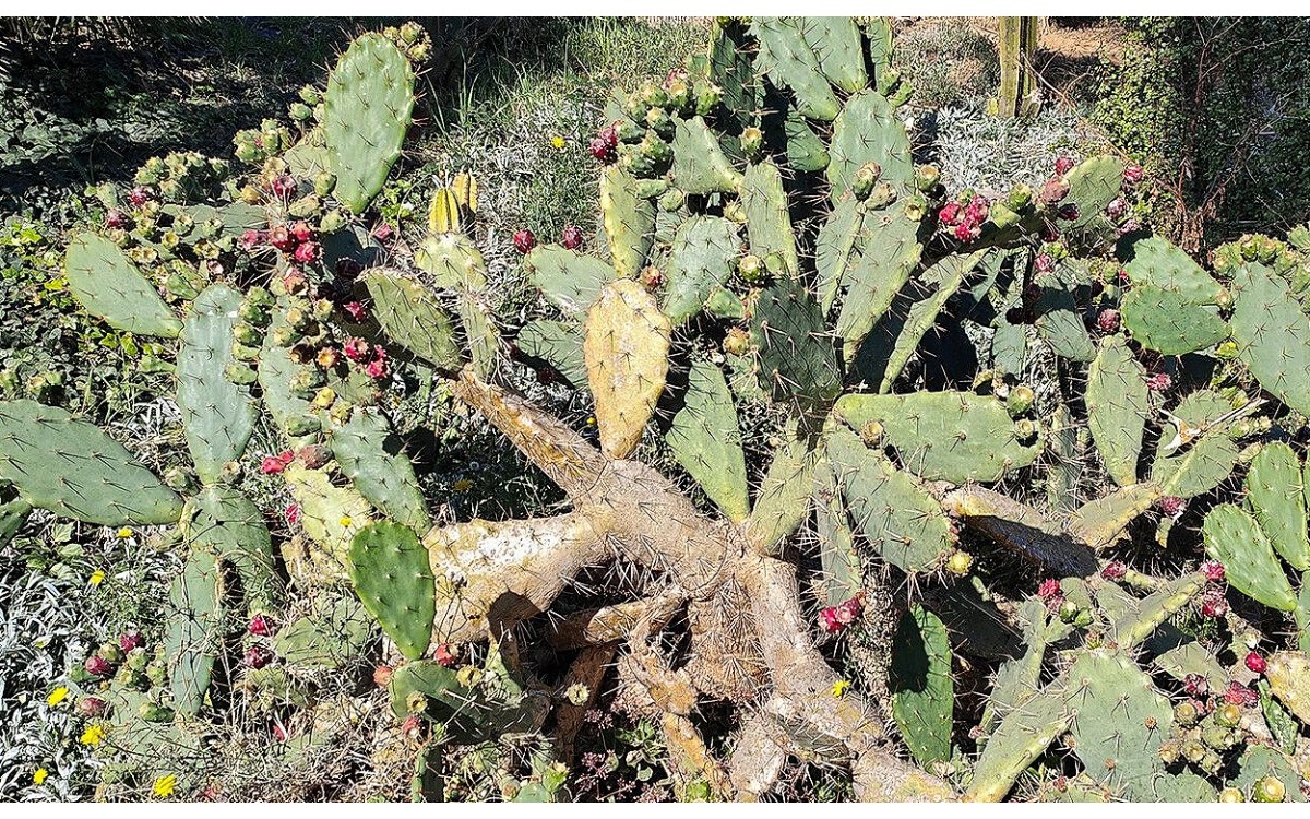 Opuntia elatior Mill planta vertical con flores amarillas