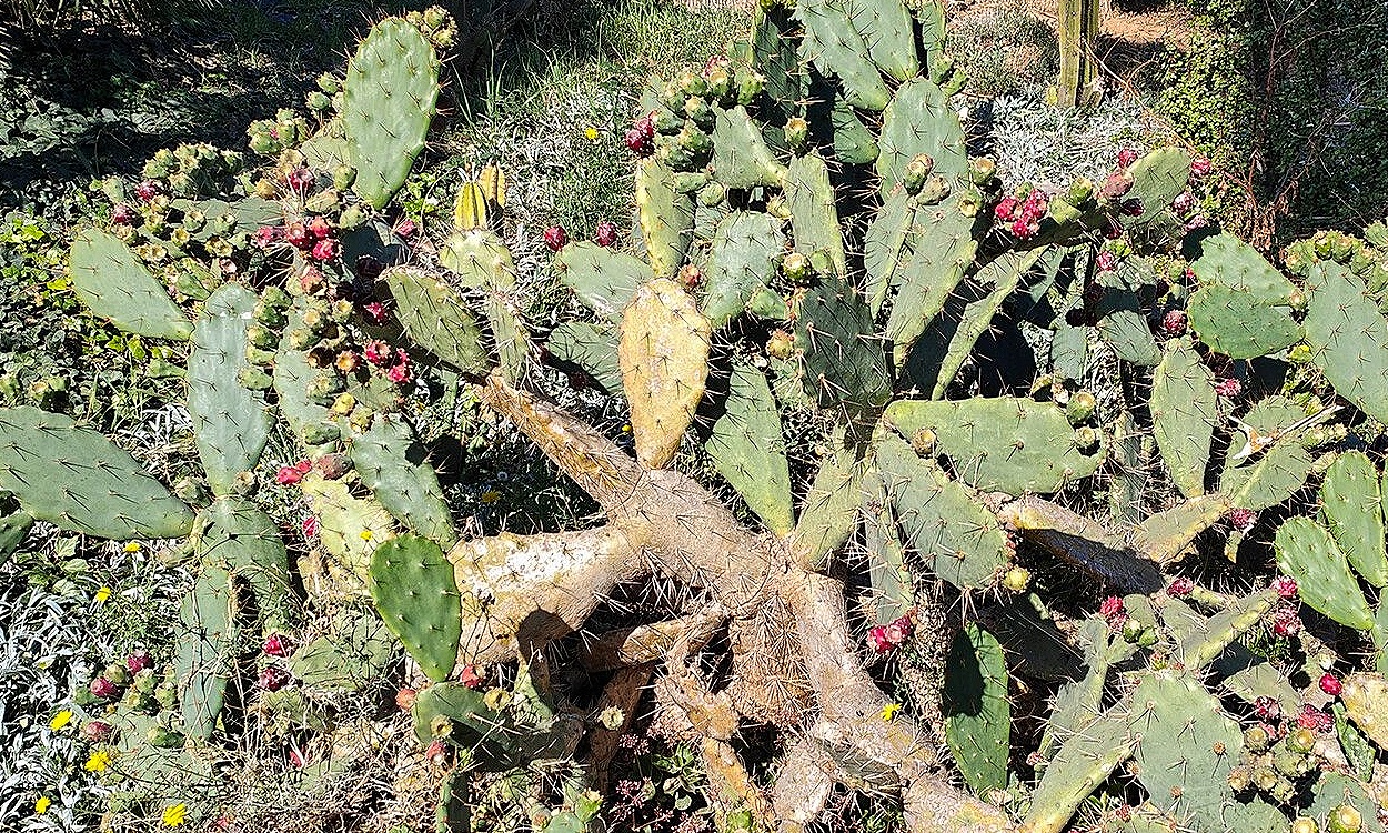Opuntia elatior Mill cactus columnar con cladodios verdes y flores amarillas brillantes