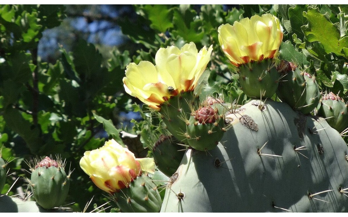 Opuntia engelmannii nopal arrastradillo floración amarilla