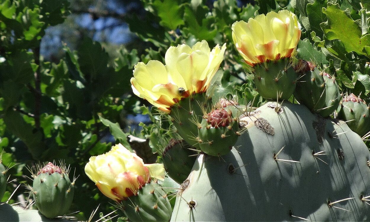 Opuntia engelmannii con flores amarillas brillantes y cladodios verdes planos típicos del nopal arrastradillo