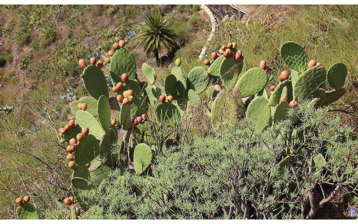 Nopal de Castilla con tunas maduras en rama, Opuntia ficus-indica