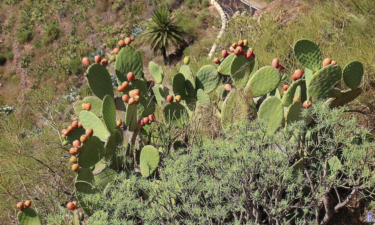 Planta de Nopal de Castilla (Opuntia ficus-indica) mostrando pencas verdes y frutos tunas de color naranja maduro