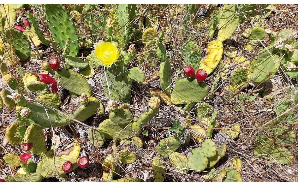 Opuntia humifusa con flores amarillas en floración primaveral