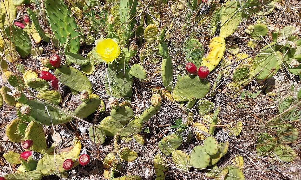Opuntia humifusa Nopal del Este con segmentos planos verdes y flores amarillas brillantes en jardín