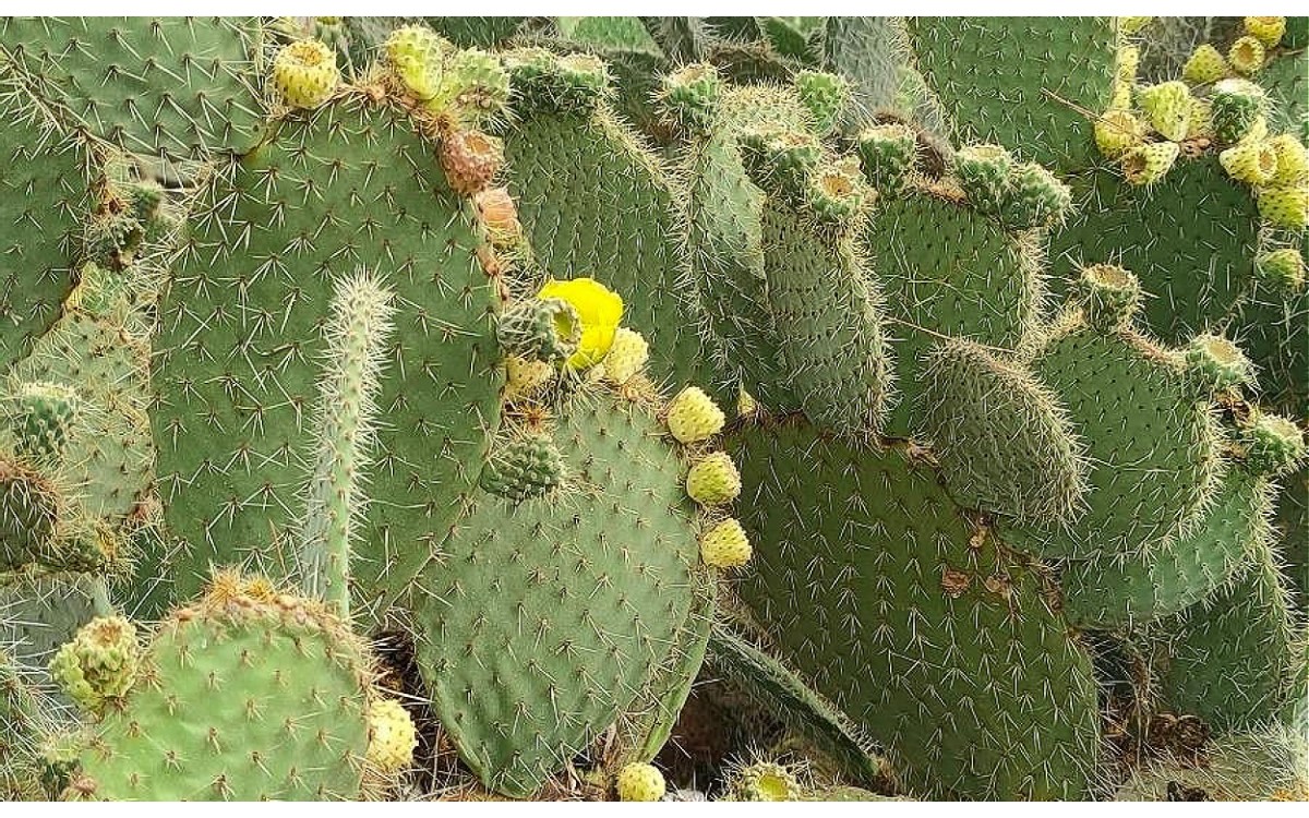 Nopal Blanco Opuntia leucotricha con espinas blancas