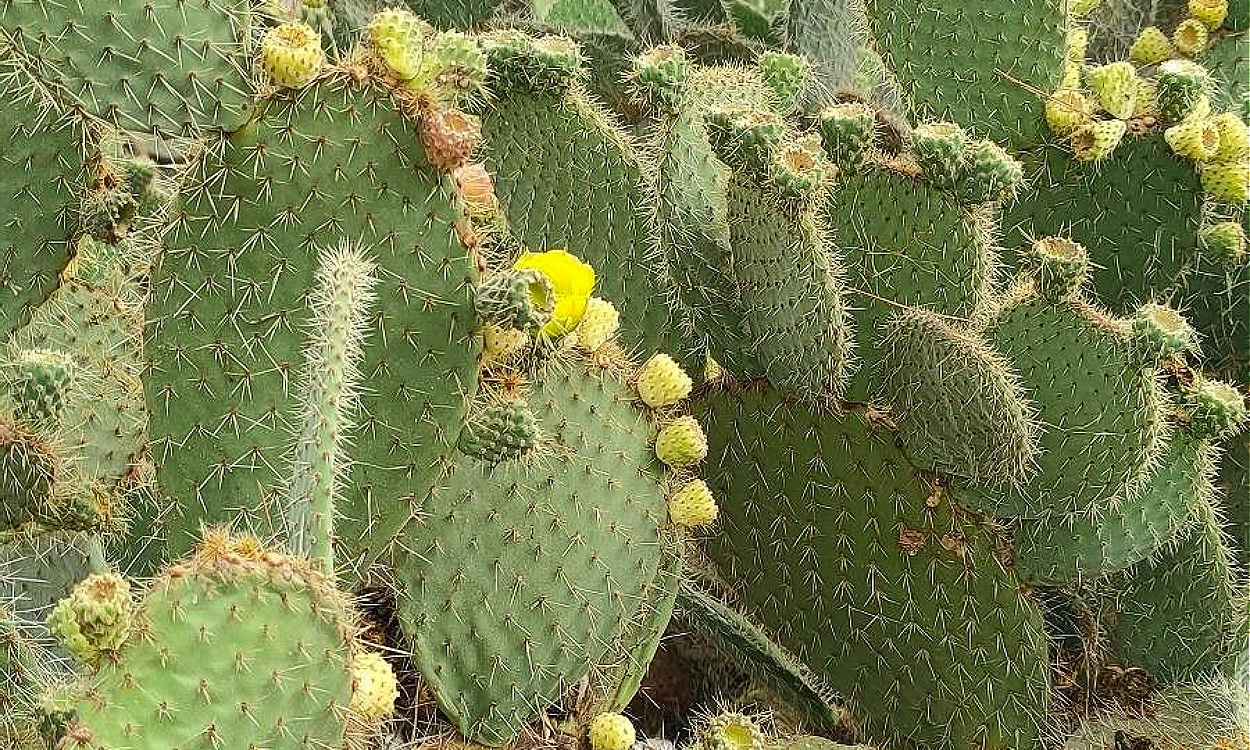 Planta de Nopal Blanco (Opuntia leucotricha) mostrando cladodios con espinas blancas plateadas
