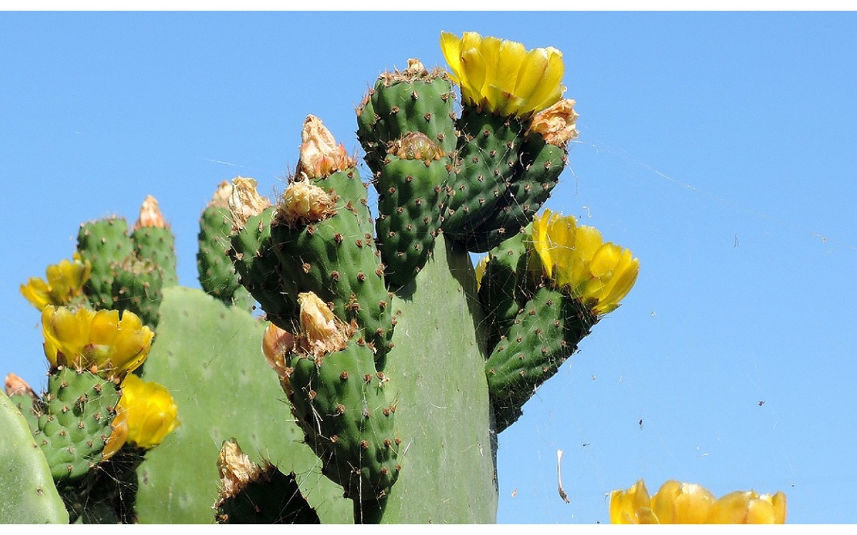 Opuntia maxima: chumbera con frutos maduros y espinas grandes