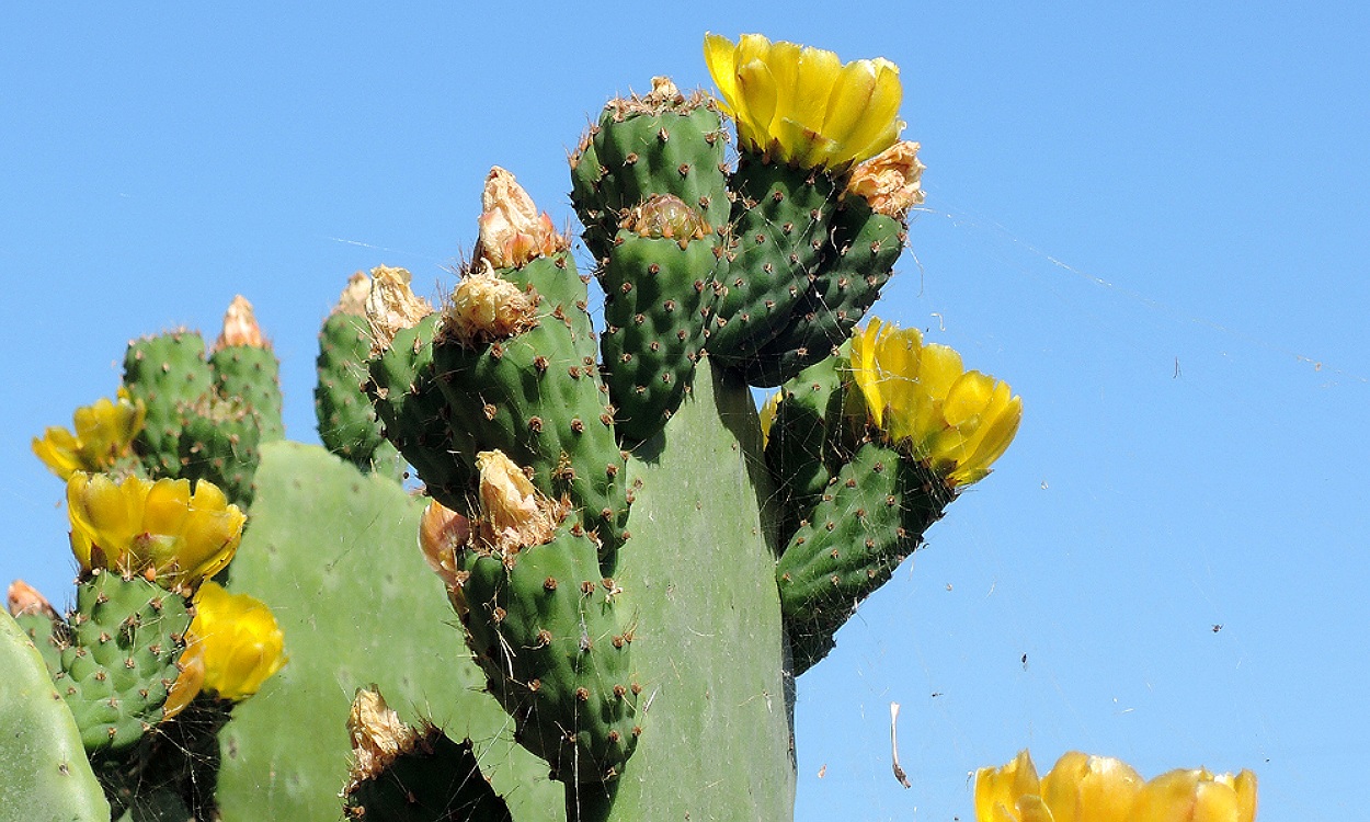 Opuntia maxima Mill. chumbera de espinas grandes con cladodios maduros y higos chumbos de color naranja