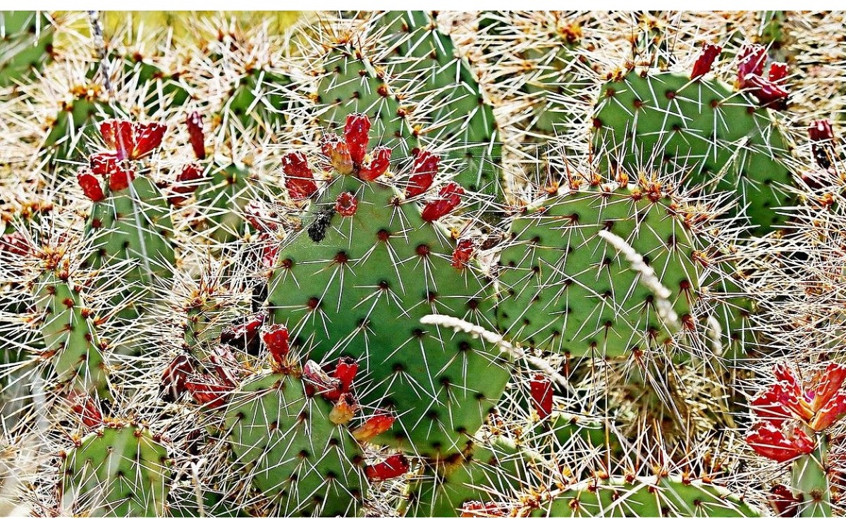 Nopal pardo Opuntia phaeacantha en flor amarilla