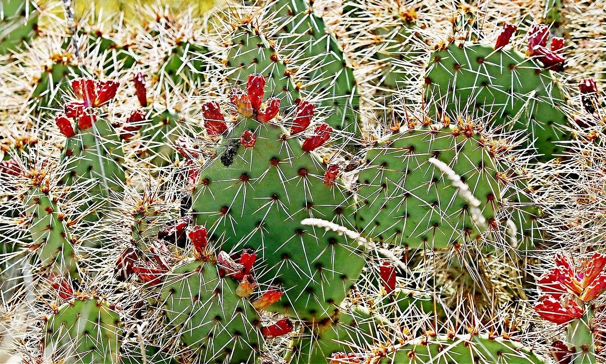 Planta de nopal pardo con segmentos verdes parduzcos y flores amarillas intensas