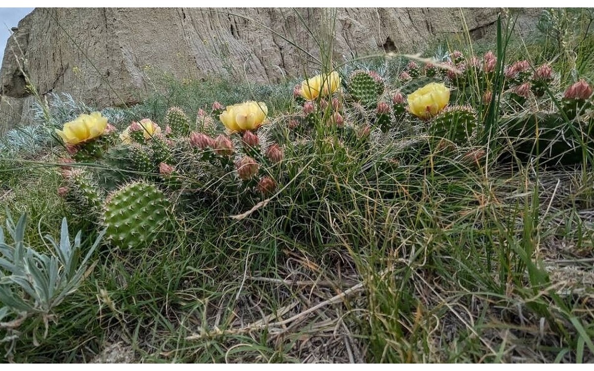 Nopal puerco espín con densa cobertura de espinas características