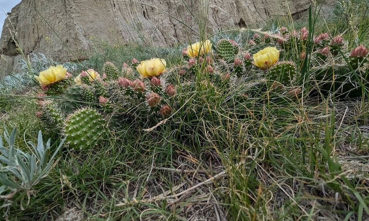 Opuntia polyacantha nopal puerco espín cactus con espinas densas amarillentas
