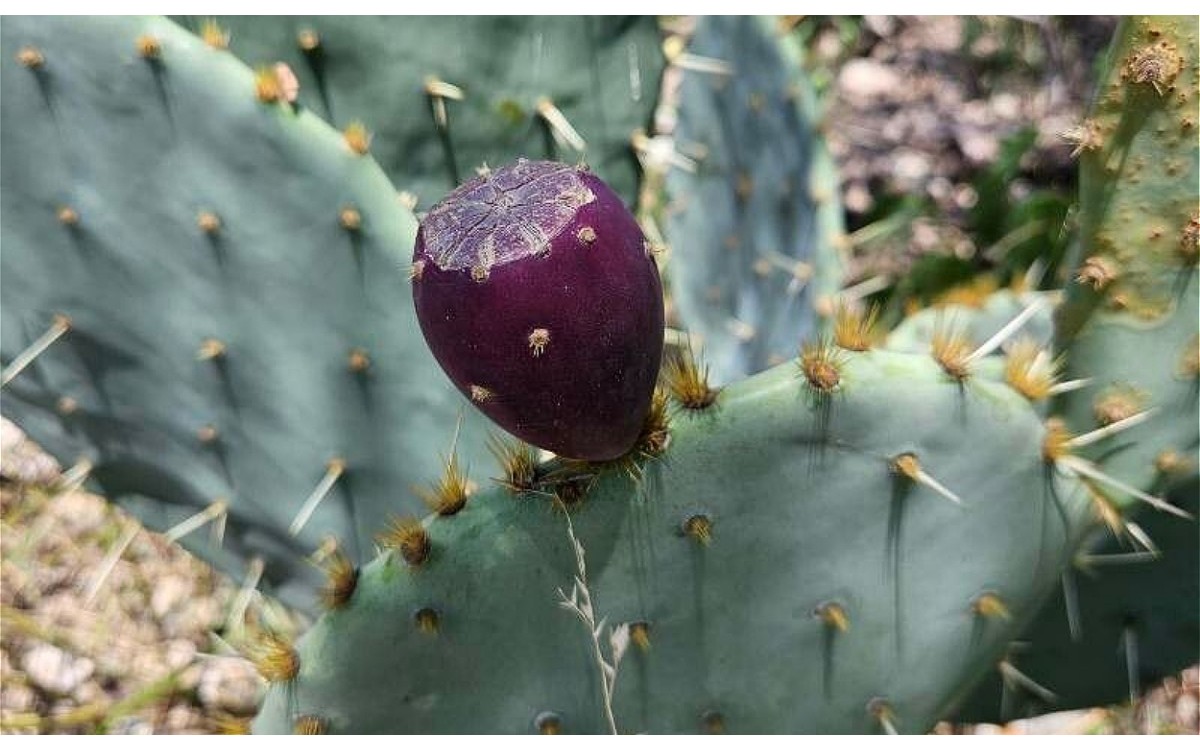 Opuntia stricta chumbera en flor con cladodios verdes