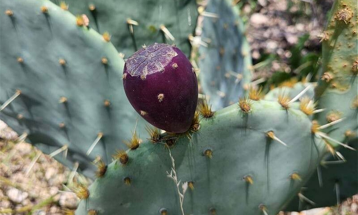Planta Opuntia stricta (chumbera) con flores amarillas y cladodios verdes aplanados en maceta de terracota