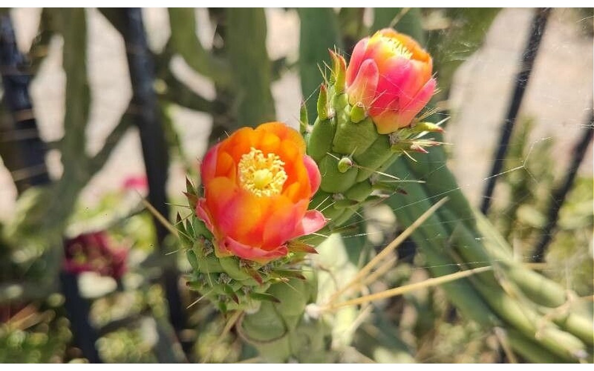Opuntia tomentosa Nopal San Gabriel textura velluda