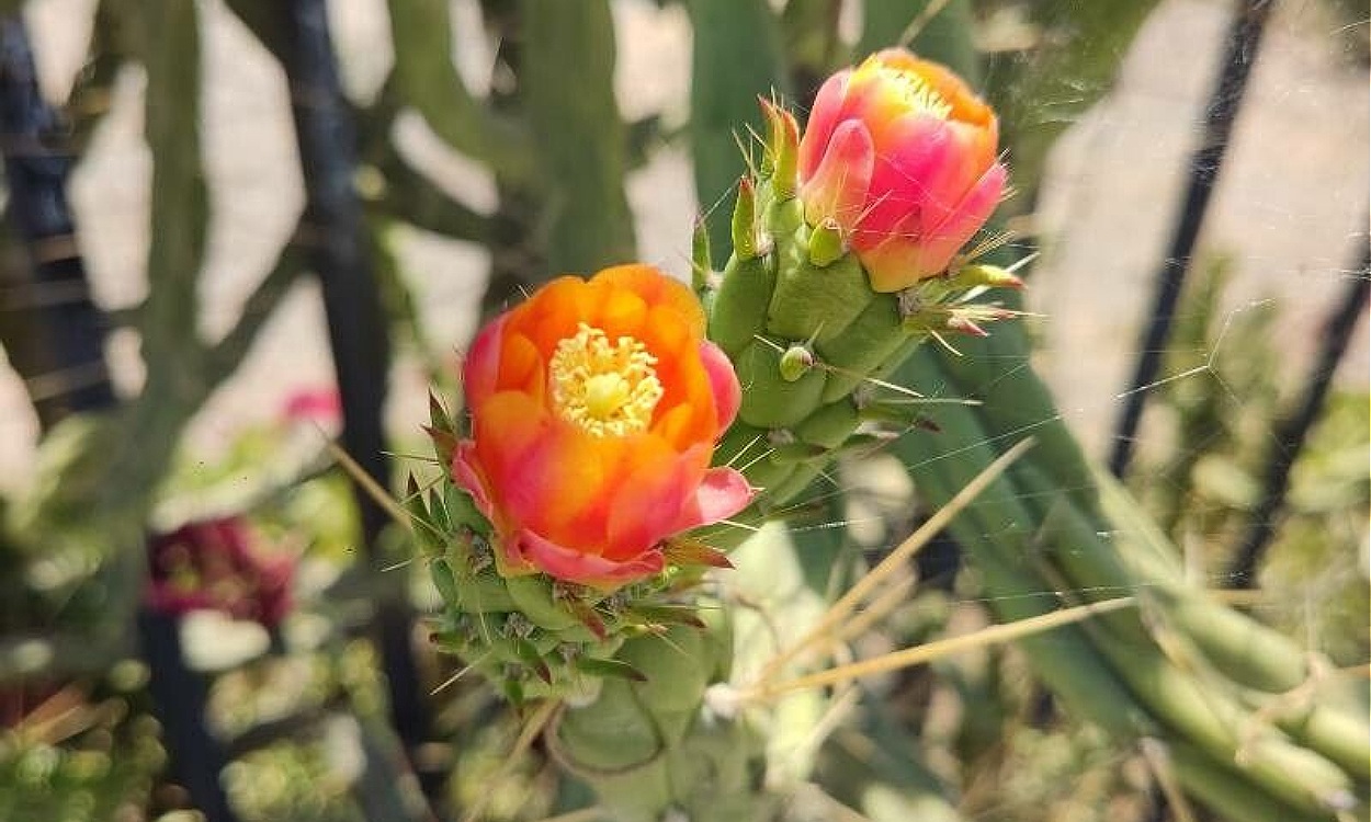Planta de Opuntia tomentosa con característicos cladodios cubiertos de vellosidad y flores amarillas