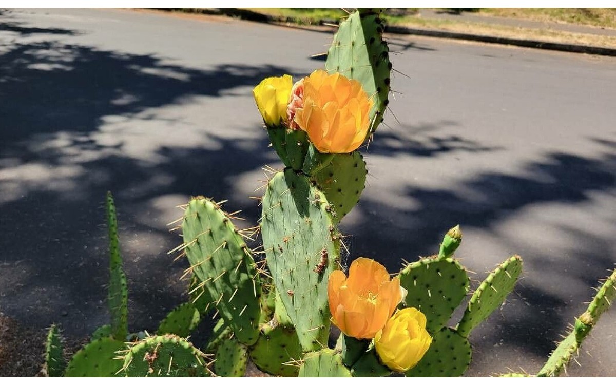 Planta Opuntia tuna con frutos maduros de color rojo