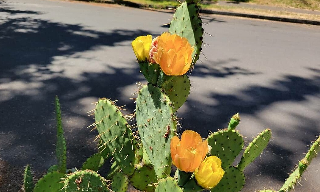 Cactus Opuntia tuna mostrando cladodios verdes y frutos rojos maduros