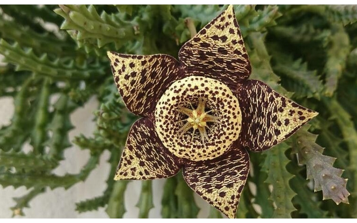 Orbea variegata flor de dragón con flores estrelladas