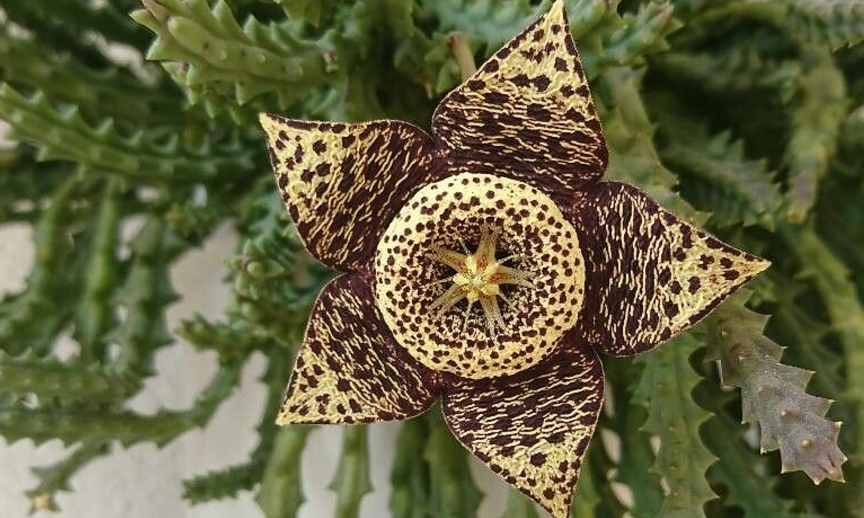 Flores estrelladas de Orbea variegata con pétalos amarillos y manchas púrpura