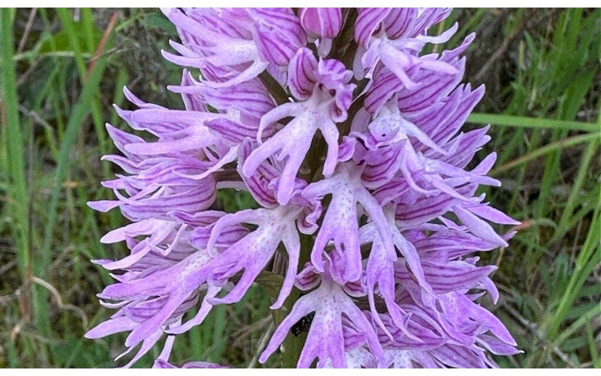Orchis italica floración primaveral orquídea cuerpo de hombre