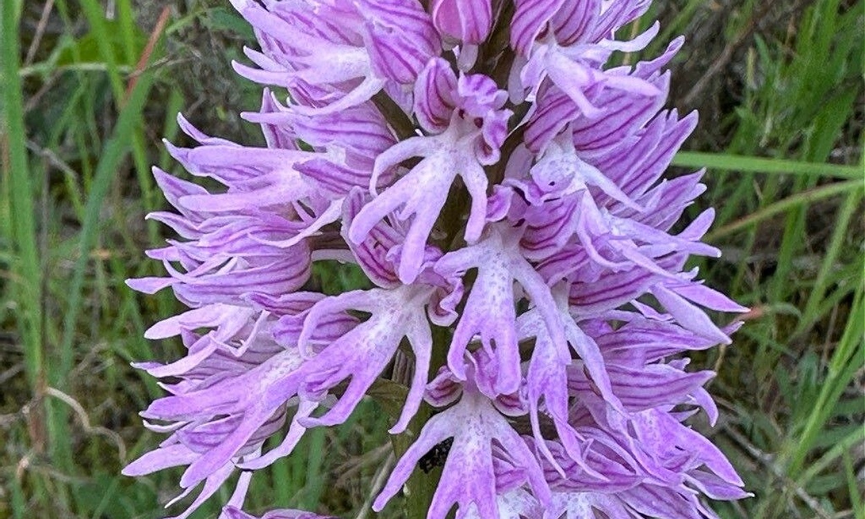 Flores rosa púrpura de Orchis italica con forma antropomórfica característica de orquídea cuerpo de hombre