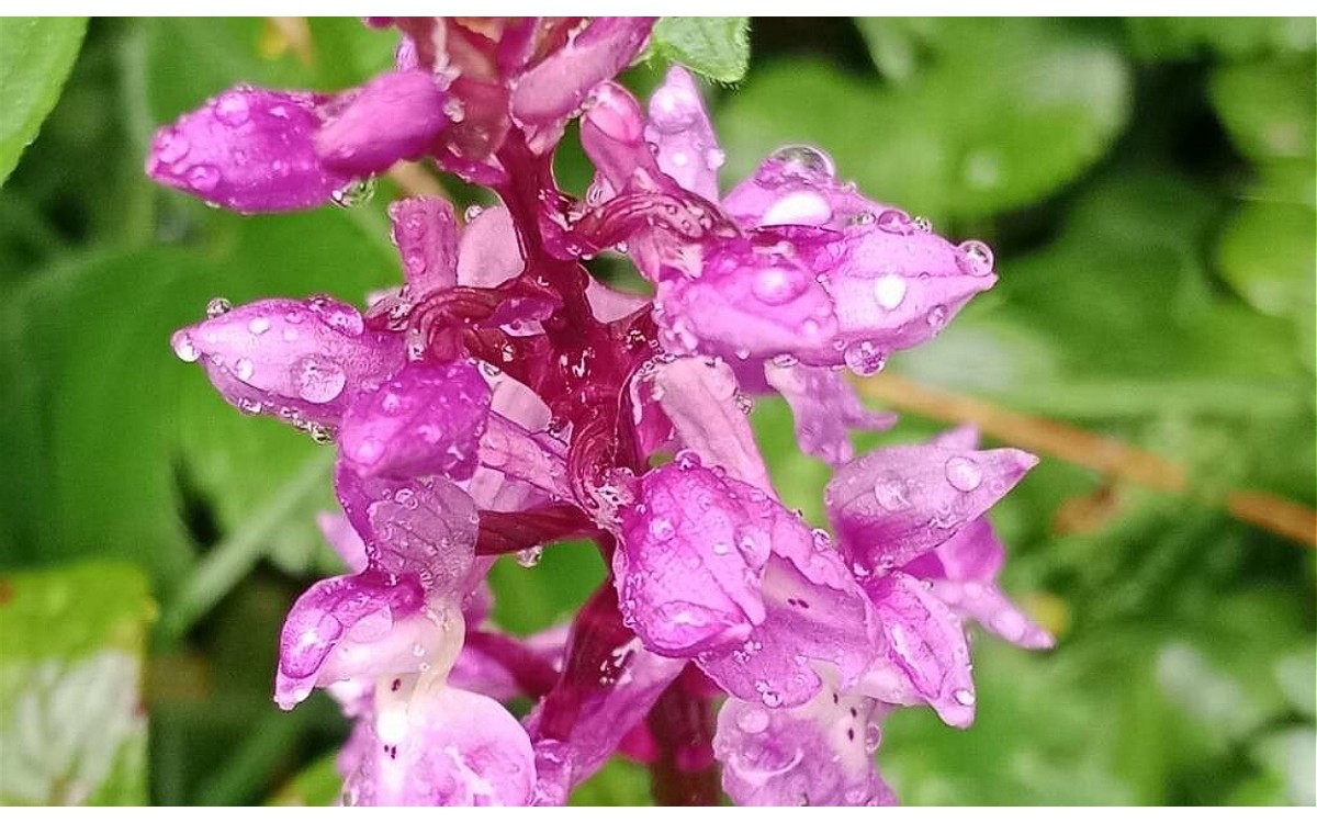 Orchis mascula flores rosa-púrpura orquídea silvestre