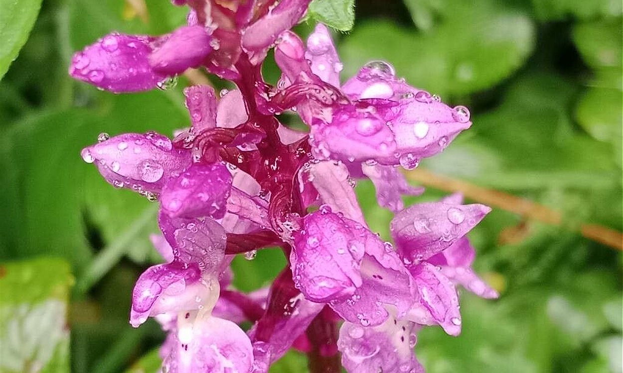 Flor de Orchis mascula con pétalos rosados y púrpura intenso, orquídea silvestre europea