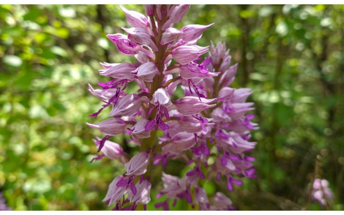 Flores de Orchis militaris orquídea del soldado en bloom