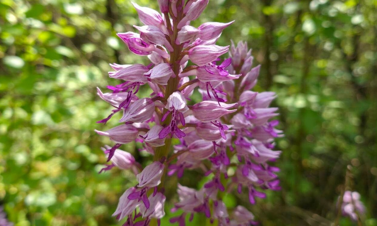 Detalle de las flores púrpura y blancas de Orchis militaris, orquídea del soldado con forma característica