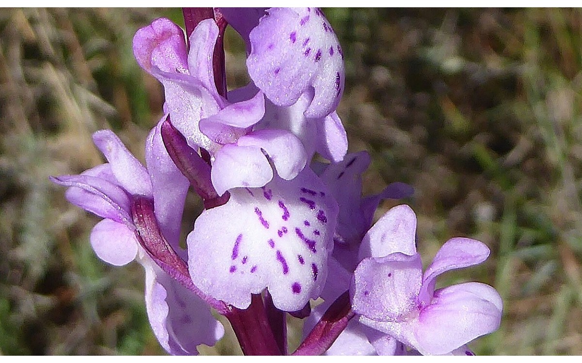 Orchis olbiensis Orquídea Casiano flores púrpura