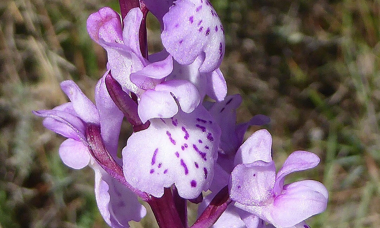 Flores púrpura densas de Orchis olbiensis Orquídea Casiano en inflorescencia de espiga