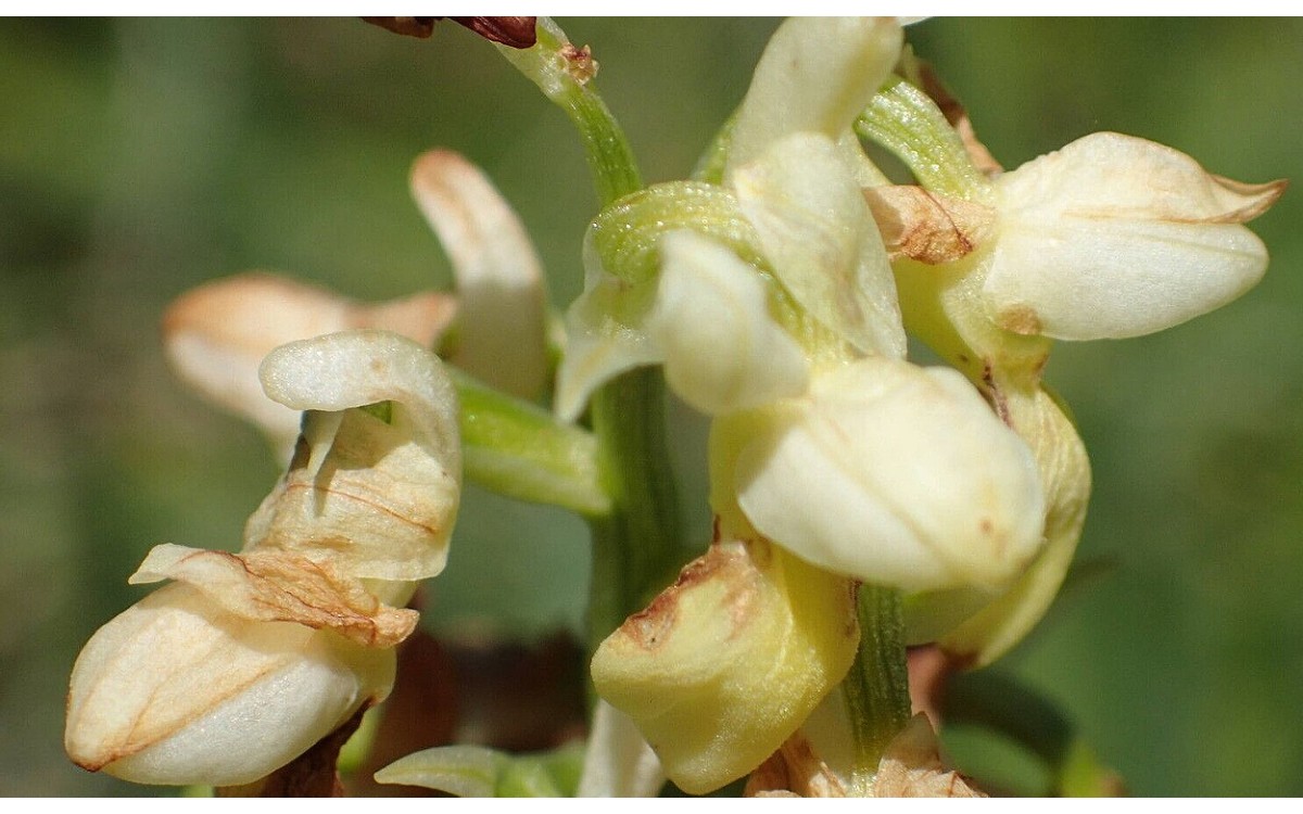 Flores de Orchis pallens orquídea pálida amarilla