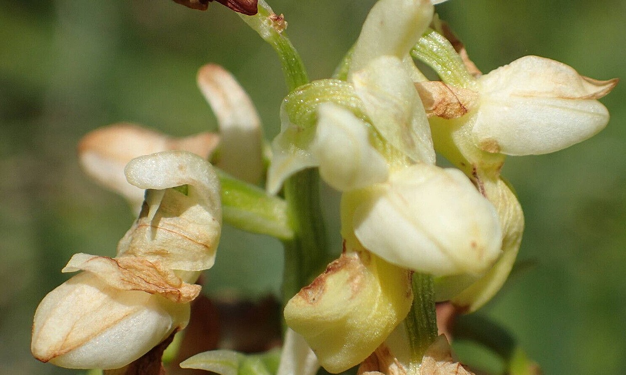 Detalle de flores amarillas pálidas de Orchis pallens durante floración primaveral