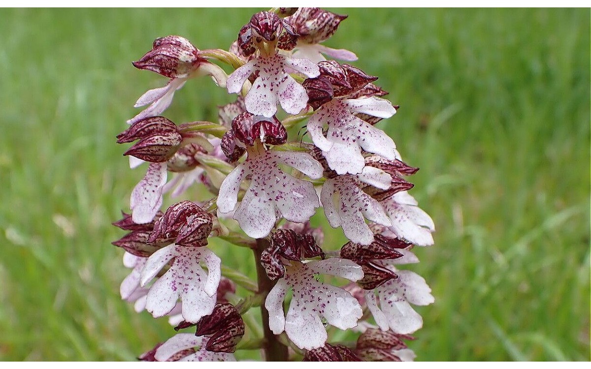 Flores de Orchis purpurea - Orquídea púrpura silvestre