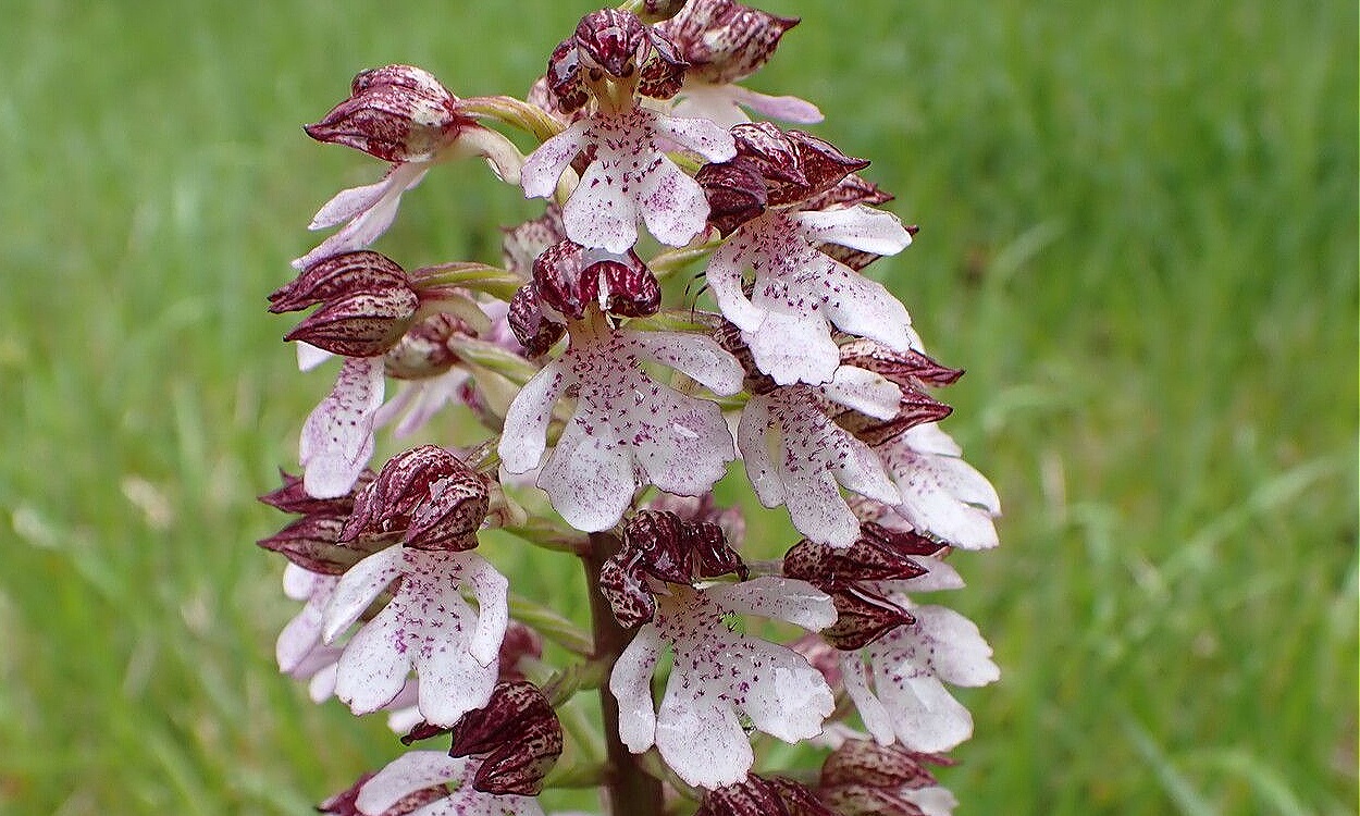 Flores púrpuras en forma de mano de Orchis purpurea Huds., orquídea silvestre con inflorescencias densas