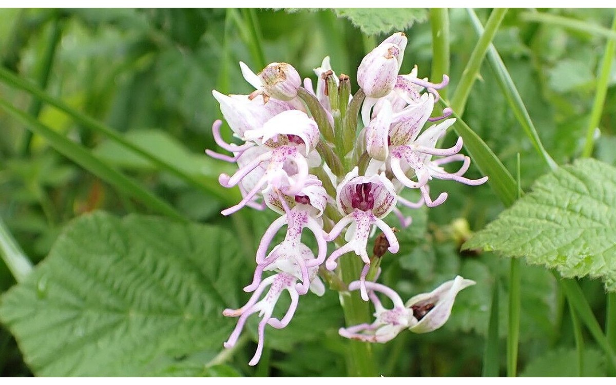 Orchis simia Lam. Flor del simio con flores púrpura característica