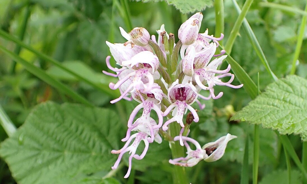 Flores compactas de Orchis simia (Flor del simio) mostrando la forma similar a cabeza de primate con pétalos púrpura y blanco