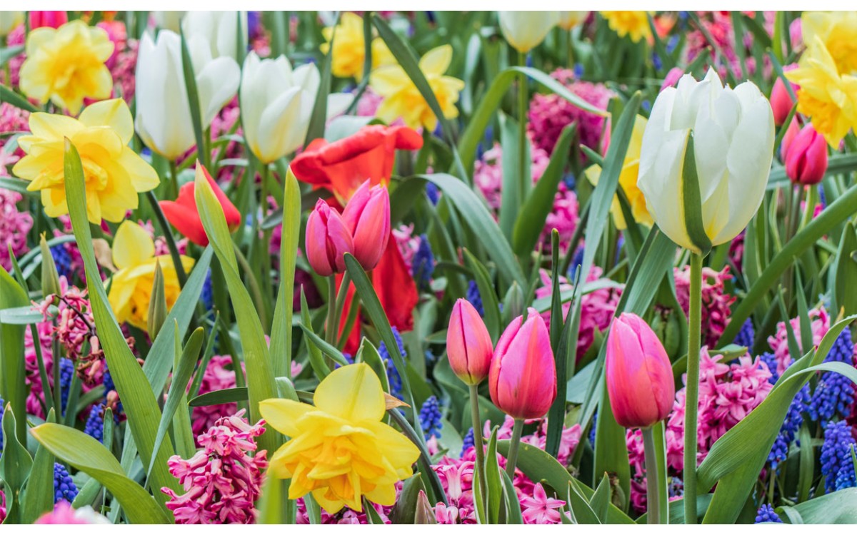 Origen y significado de los tulipanes