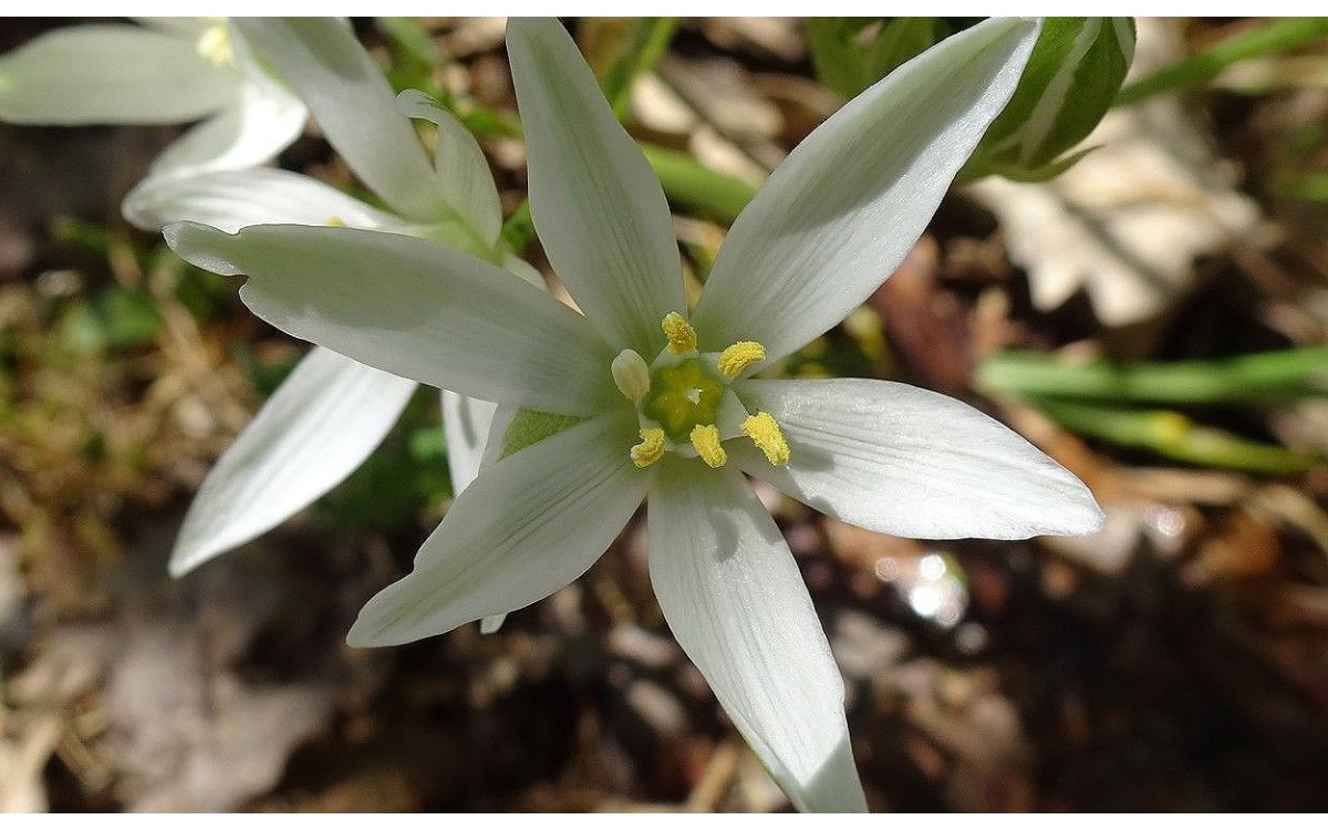 Flores blancas de Ornithogalum umbellatum Estrella de Belén