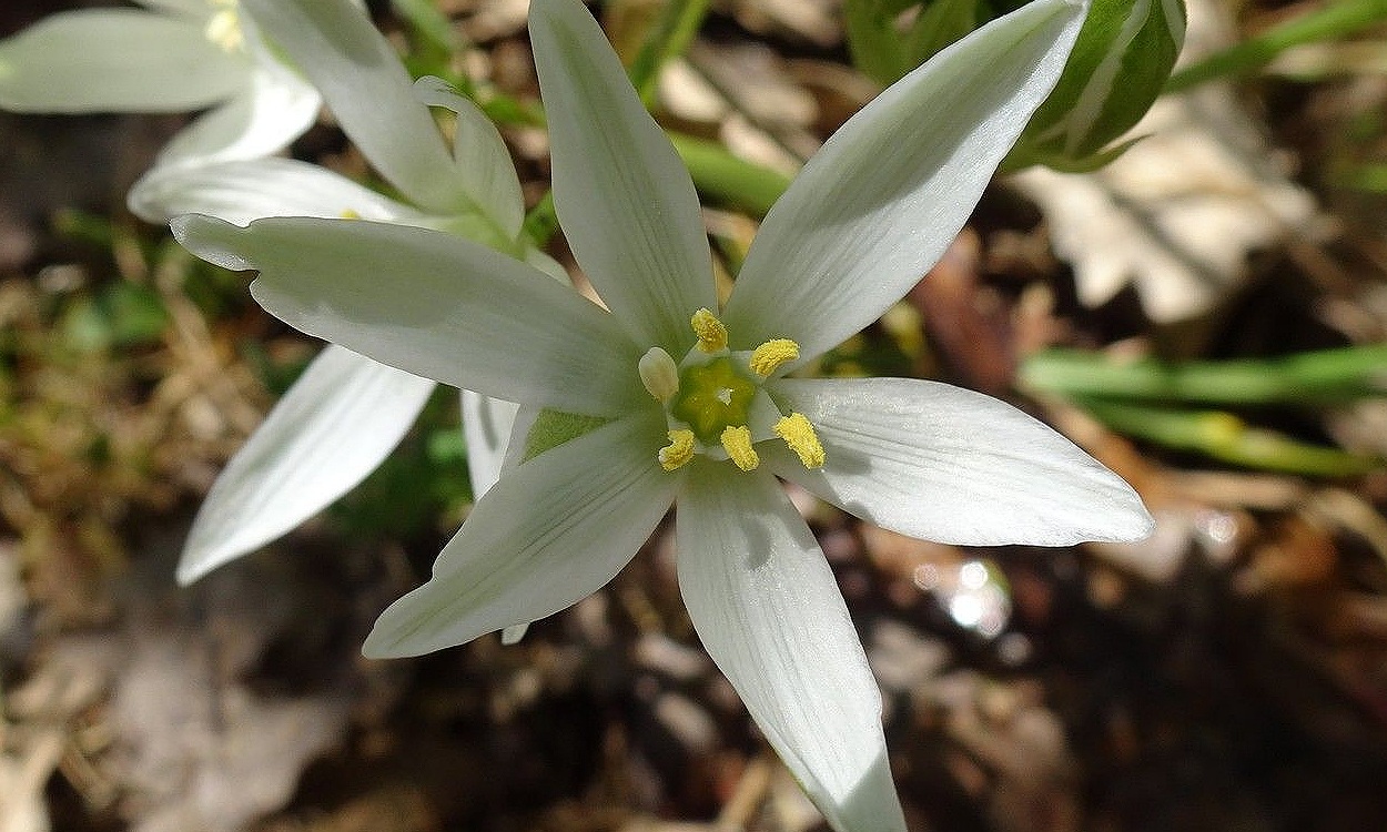 Flores blancas en forma de estrella de Ornithogalum umbellatum con detalles verdes en el envés