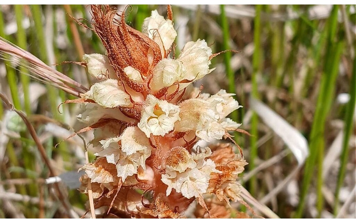 Flores púrpura de Orobanche amethystea Pijos de Lobo