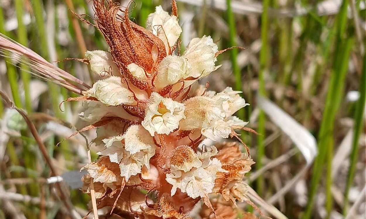 Detalle de flores púrpura intenso de Orobanche amethystea, planta parásita conocida como Pijos de Lobo