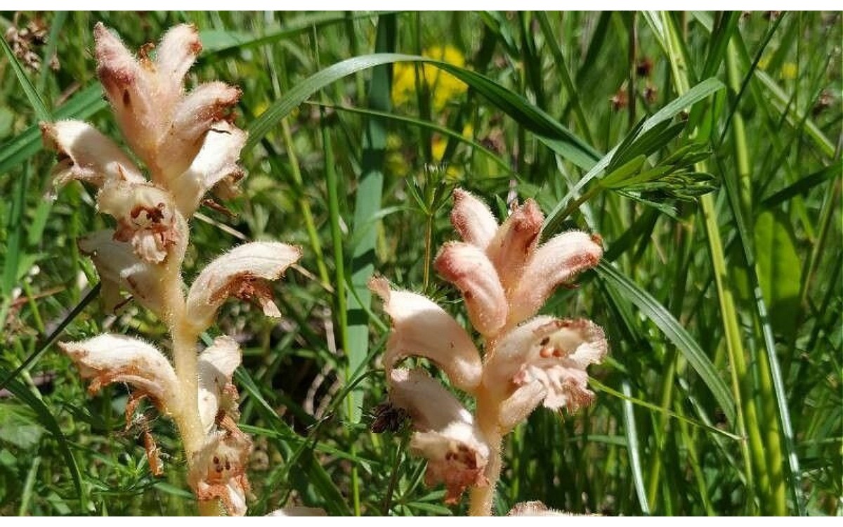 Orobanche caryophyllacea parasitando raíces de remolacha